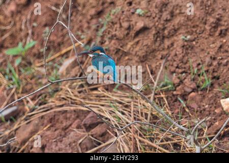 Kingfisher Bird at its best view, Karnataka, India Stock Photo