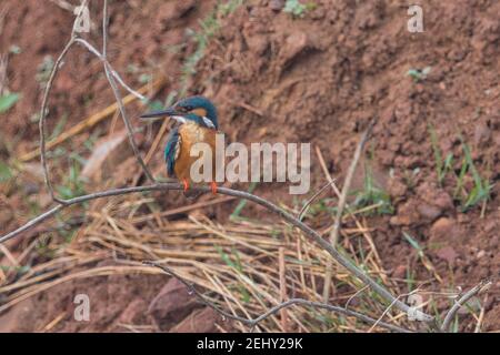 Kingfisher Bird at its best view, Karnataka, India Stock Photo