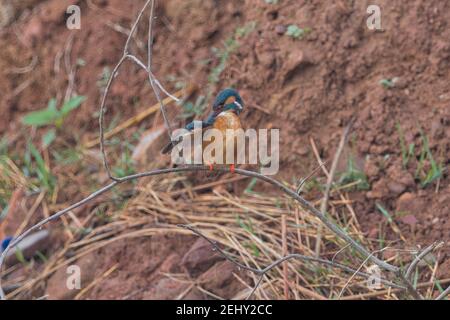 Kingfisher Bird at its best view, Karnataka, India Stock Photo