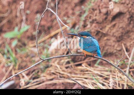 Kingfisher Bird at its best view, Karnataka, India Stock Photo