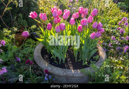 Cottage garden - Tulip Caresse - pink tulips plants in an old stone container trough planting of mixed herbaceous flower border - Spring England UK GB Stock Photo
