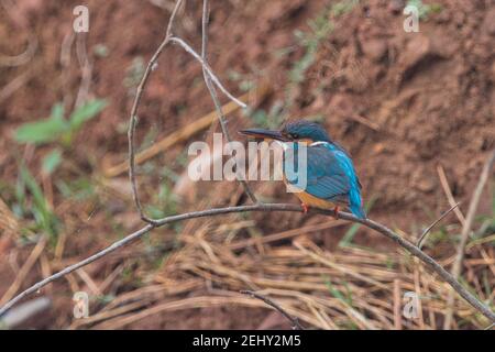 Kingfisher Bird at its best view, Karnataka, India Stock Photo