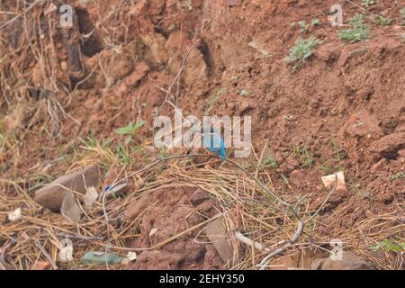 Kingfisher Bird at its best view, Karnataka, India Stock Photo