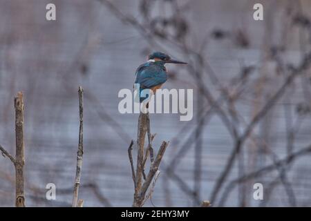 Kingfisher Bird at its best view, Karnataka, India Stock Photo