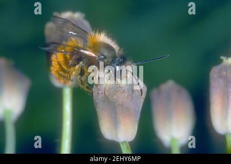 Red Mason Bee, Osmia bicornis. Collecting nectar on flower Stock Photo