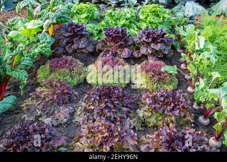 small organic kitchen vegetable garden salad lettuces growing in rows varieties include lettuce Lollo Rossa - red salad bowl - Nymans and Lettony UK