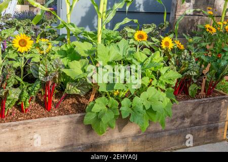 Small garden organic vegetable vegetables growing in raised bed beds made from old scaffolding planks planting of Sweetcorn, Beeetroot - Ruby chard UK Stock Photo