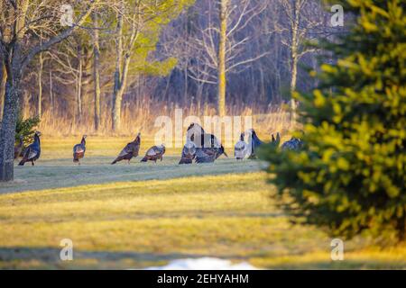 Wild male turkey strutting his stuff for the females in Wisconsin, horizontal Stock Photo