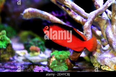 Red Brilliant Flame Hawkfish - (Neocirrhites armatus) Stock Photo