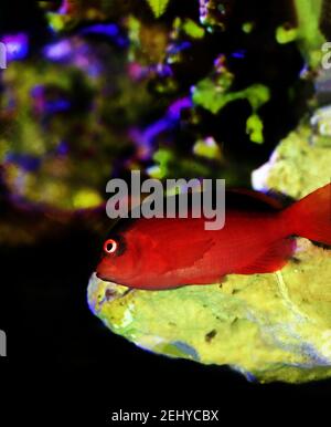 Red Brilliant Flame Hawkfish - (Neocirrhites armatus) Stock Photo