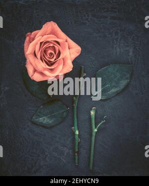 Cut Rose on black slate with texture overlay Stock Photo