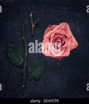 cut Rose on black slate Stock Photo