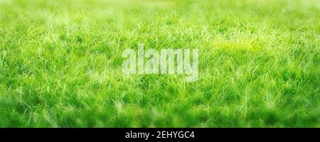 Grass field close up. Green grass texture. Selective focus Stock Photo