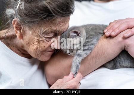 Happy senior woman cuddling and kiss, snuggle up to face small cute gray kitten, which held in arms by his grandson during visit to his grandmother at Stock Photo