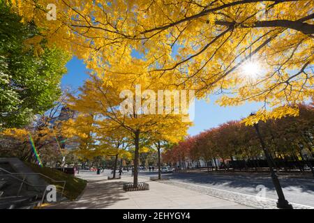 Lower Manhattan skyscraper stands behind the autumn leaf color trees at New York City NY USA. Stock Photo