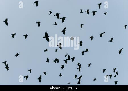 Silhouettes of Crows Flying in the Grey Sky Stock Photo