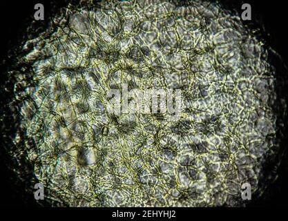 An orange seed peel under light microscope Stock Photo