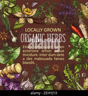 Herbs, spices, cooking condiments and vegetable seasonings vector