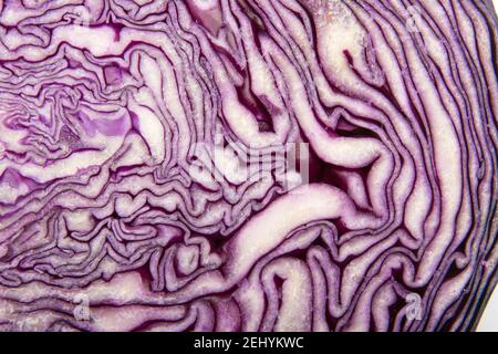 Intricate patterns of purple cabbage showcasing natural textures and vibrant colors in close-up view Stock Photo
