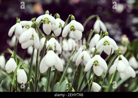 The white flowers of the giant snowdrop, galanthus elwesii, in bloom Stock Photo