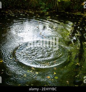 Ripples on a serene pond surface as raindrops create a calming effect in a tranquil natural setting Stock Photo