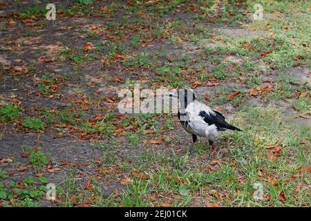 Alone gray crow walks in a city park among grass and fallen chestnut leaves on a fine summer day in Kyiv, Ukraine Stock Photo