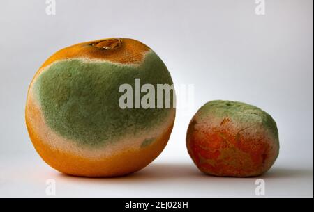 Rotten orange and tangerine with mold on light background, Close Up. Ugly food consept expired fruit. Stock Photo