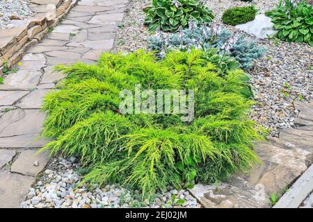 Juniper medium Gold Kissen - ornamental dwarf conifer for landscaping. Evergreen coniferous plant juniperus in stony garden on hill slope. Decorative Stock Photo