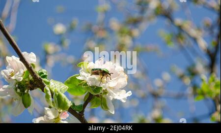 Rose chafer on the apple tree flowers on blurred background. Cetonia aurata, called the rose chafer or the green rose chafer, is a beetle, that has a Stock Photo
