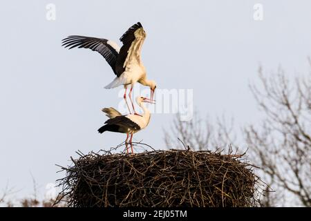 Dülmen, NRW, Germany. 20th Feb, 2021. Two amorous white storks, often associated in European folklore with 'bringing babies', waste no time and mate a few days after their return to Germany. First signs of spring arrive as a pair of white storks (Ciconia ciconia) have returned this week from wintering in Africa to find nests and mate. The migratory birds are monogamous, often returning to the same nesting site as a pair for many years. This pair have been ringed to track their annual migration. Credit: Imageplotter/Alamy Live News Stock Photo