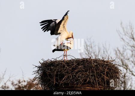 Dülmen, NRW, Germany. 20th Feb, 2021. Two amorous white storks, often associated in European folklore with 'bringing babies', waste no time and mate a few days after their return to Germany. First signs of spring arrive as a pair of white storks (Ciconia ciconia) have returned this week from wintering in Africa to find nests and mate. The migratory birds are monogamous, often returning to the same nesting site as a pair for many years. This pair have been ringed to track their annual migration. Credit: Imageplotter/Alamy Live News Stock Photo