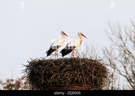 Dülmen, NRW, Germany, 20th Feb 2021. Two amorous white storks, often associated in European folklore with 'bringing babies', stand together in their next. First signs of spring arrive as a pair of white storks (Ciconia ciconia) have returned this week from wintering in Africa to find nests and mate. The migratory birds are monogamous, often returning to the same nesting site as a pair for many years. This pair have been ringed to track their annual migration. Stock Photo