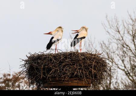 Dülmen, NRW, Germany, 20th Feb 2021. Two amorous white storks, often associated in European folklore with 'bringing babies', bend their heads backwards whilst clapping their bills loudly, a courting ritual. First signs of spring arrive as a pair of white storks (Ciconia ciconia) have returned this week from wintering in Africa to find nests and mate. The migratory birds are monogamous, often returning to the same nesting site as a pair for many years. This pair have been ringed to track their annual migration. Stock Photo