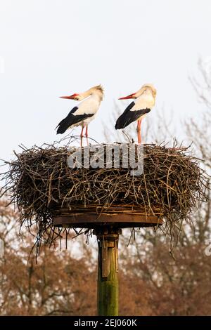 Dülmen, NRW, Germany, 20th Feb 2021. Two amorous white storks, often associated in European folklore with 'bringing babies', bend their heads backwards whilst clapping their bills loudly, a courting ritual. First signs of spring arrive as a pair of white storks (Ciconia ciconia) have returned this week from wintering in Africa to find nests and mate. The migratory birds are monogamous, often returning to the same nesting site as a pair for many years. This pair have been ringed to track their annual migration. Stock Photo