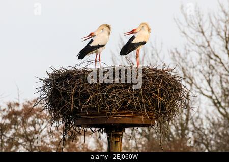 Dülmen, NRW, Germany, 20th Feb 2021. Two amorous white storks, often associated in European folklore with 'bringing babies', bend their heads backwards whilst clapping their bills loudly, a courting ritual. First signs of spring arrive as a pair of white storks (Ciconia ciconia) have returned this week from wintering in Africa to find nests and mate. The migratory birds are monogamous, often returning to the same nesting site as a pair for many years. This pair have been ringed to track their annual migration. Stock Photo