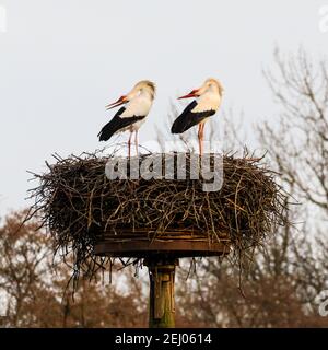 Dülmen, NRW, Germany, 20th Feb 2021. Two amorous white storks, often associated in European folklore with 'bringing babies', bend their heads backwards whilst clapping their bills loudly, a courting ritual. First signs of spring arrive as a pair of white storks (Ciconia ciconia) have returned this week from wintering in Africa to find nests and mate. The migratory birds are monogamous, often returning to the same nesting site as a pair for many years. This pair have been ringed to track their annual migration. Stock Photo