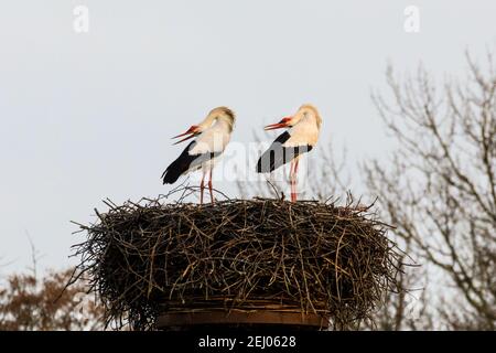 Dülmen, NRW, Germany, 20th Feb 2021. Two amorous white storks, often associated in European folklore with 'bringing babies', bend their heads backwards whilst clapping their bills loudly, a courting ritual. First signs of spring arrive as a pair of white storks (Ciconia ciconia) have returned this week from wintering in Africa to find nests and mate. The migratory birds are monogamous, often returning to the same nesting site as a pair for many years. This pair have been ringed to track their annual migration. Stock Photo