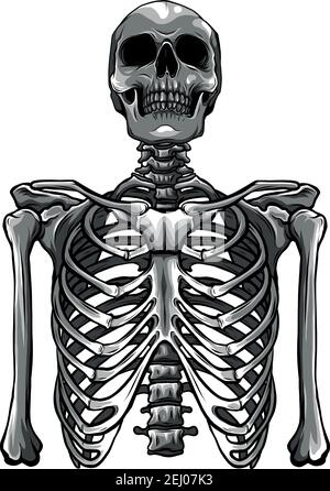 Human skeleton posing isolated over white background vector illustration Stock Vector