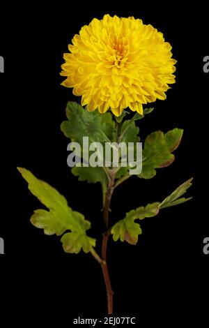 Yellow flowers of chrysanthemum, isolated on black background Stock Photo