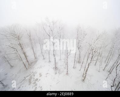 Winter snowy evergreen forest on a foggy morning. Dark trees and firs covered with shining hoarfrost Stock Photo