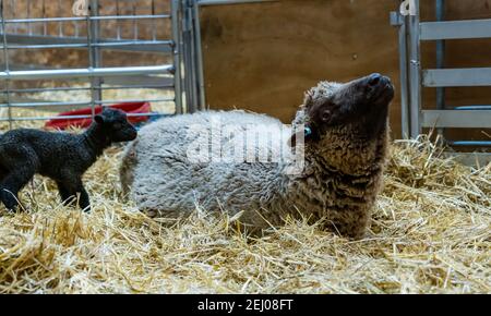 East Lothian, Scotland, United Kingdom, 20th February 2021. Lamb birth: Briggs Shetland Lamb has a small flock of around 40 sheep in East Lothian and around 100 in Shetland. This flock gives birth before Richard Briggs goes to Shetland for the lambing in April. This Shetland sheep mother ewe shows the telltale signs lifting her head in a convulsion as she is about to give brith as her first black newborn lamb tries to get her attention Stock Photo