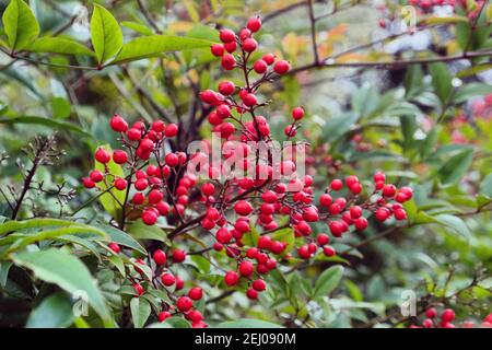 The red berries of Nandina domestica commonly known as nandina, heavenly bamboo or sacred bamboo, Stock Photo