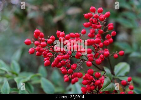 The red berries of Nandina domestica commonly known as nandina, heavenly bamboo or sacred bamboo, Stock Photo
