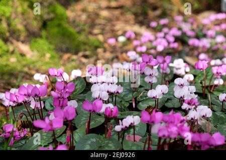 Cyclamen coum, the eastern sowbread, in flower Stock Photo