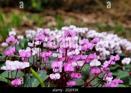 Cyclamen coum, the eastern sowbread, in flower Stock Photo