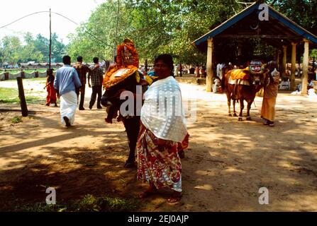 Kerala India Woman with Holy Cows at Shiva Temple Stock Photo