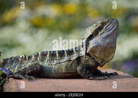 Eastern Water Dragon, or Water Lizard (Physignathus lesueurii), Roma Street Parkland, Brisbane, Queensland, Australia. Stock Photo