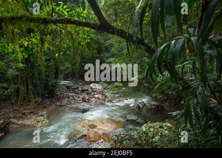 Cave Creek, Springbrook National Park, Queensland, Australia. Stock Photo