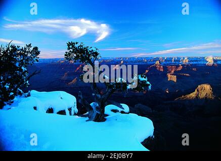 Grand Canyon with Bristle Cone Pine in stunning snowy Winter Landscape Stock Photo