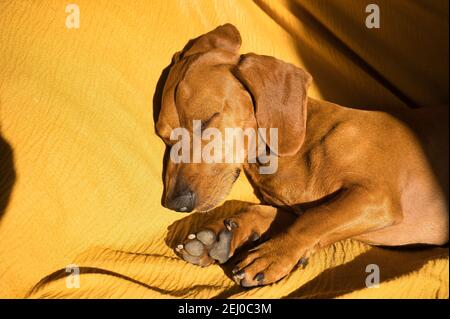 Beautiful purebred dachshund dog, also called a teckel, Viennese dog, or sausage dog, napping on a dog bed. Dog sleeping Stock Photo
